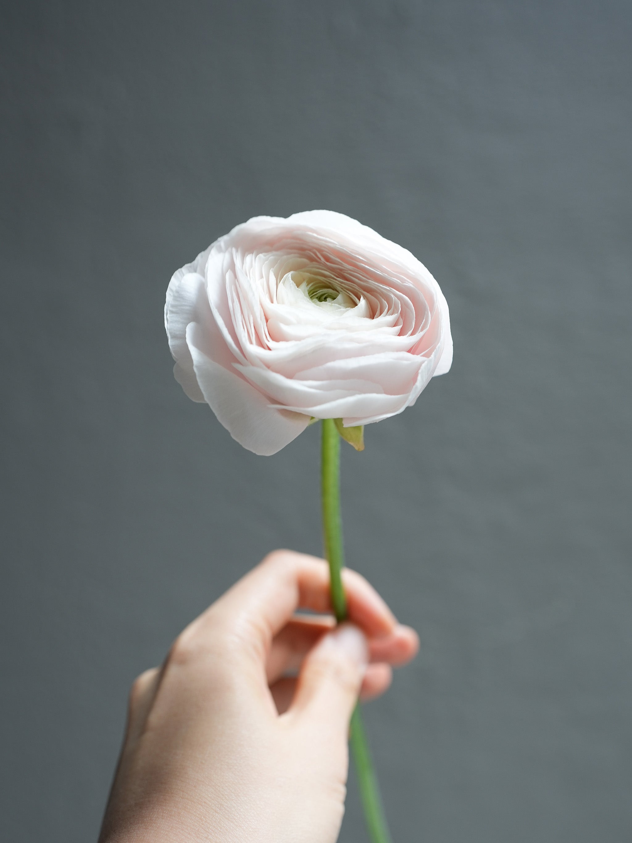 Ranunculus