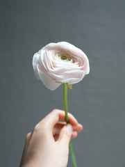 Ranunculus