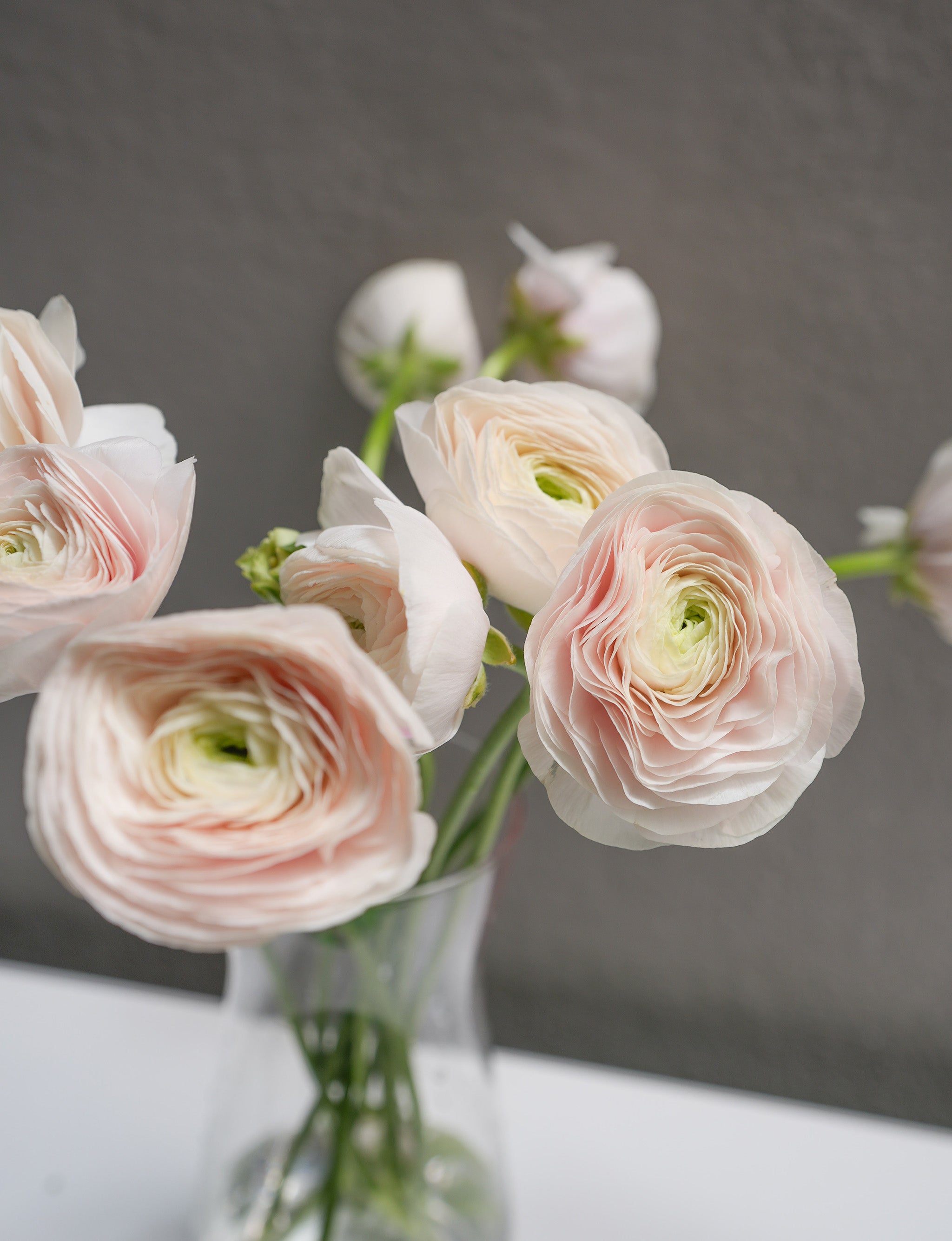 Ranunculus