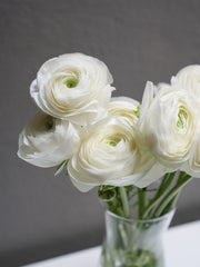 Ranunculus