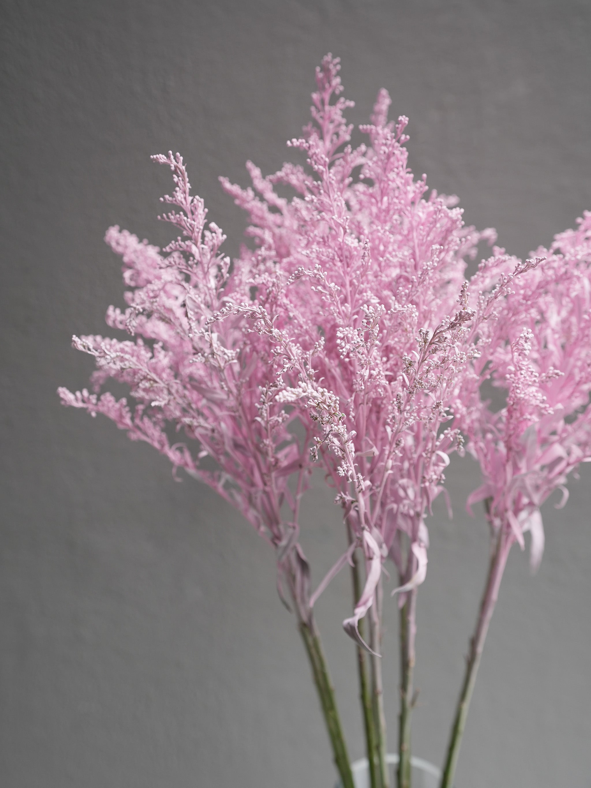 Aster Solidago (Dyed color)