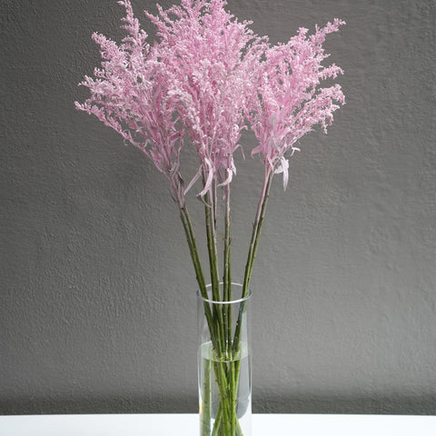 Aster Solidago (Dyed color)