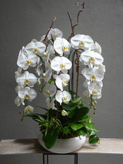 Tall Orchids Pot Arrangement