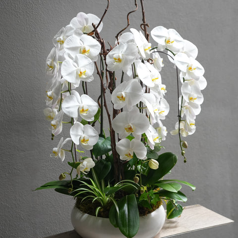 Tall Orchids Pot Arrangement