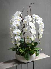 Tall Orchids Pot Arrangement