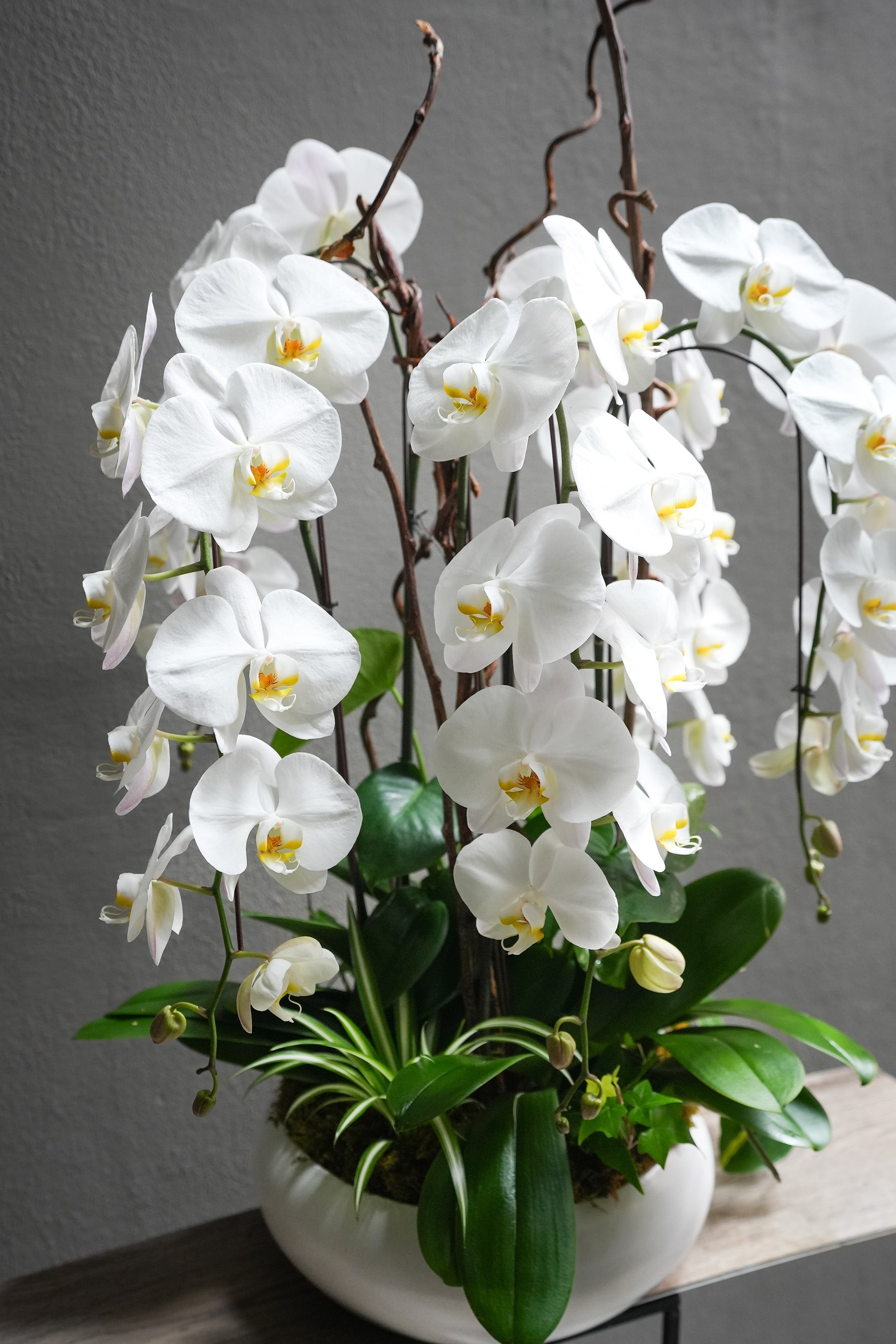 Tall Orchids Pot Arrangement