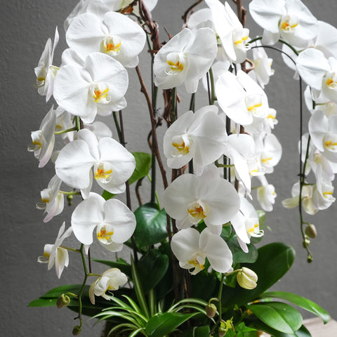 Tall Orchids Pot Arrangement