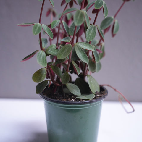 Peperomia Red Log 3.5