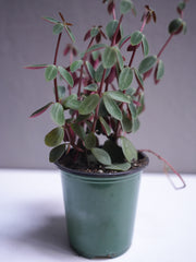 Peperomia Red Log 3.5