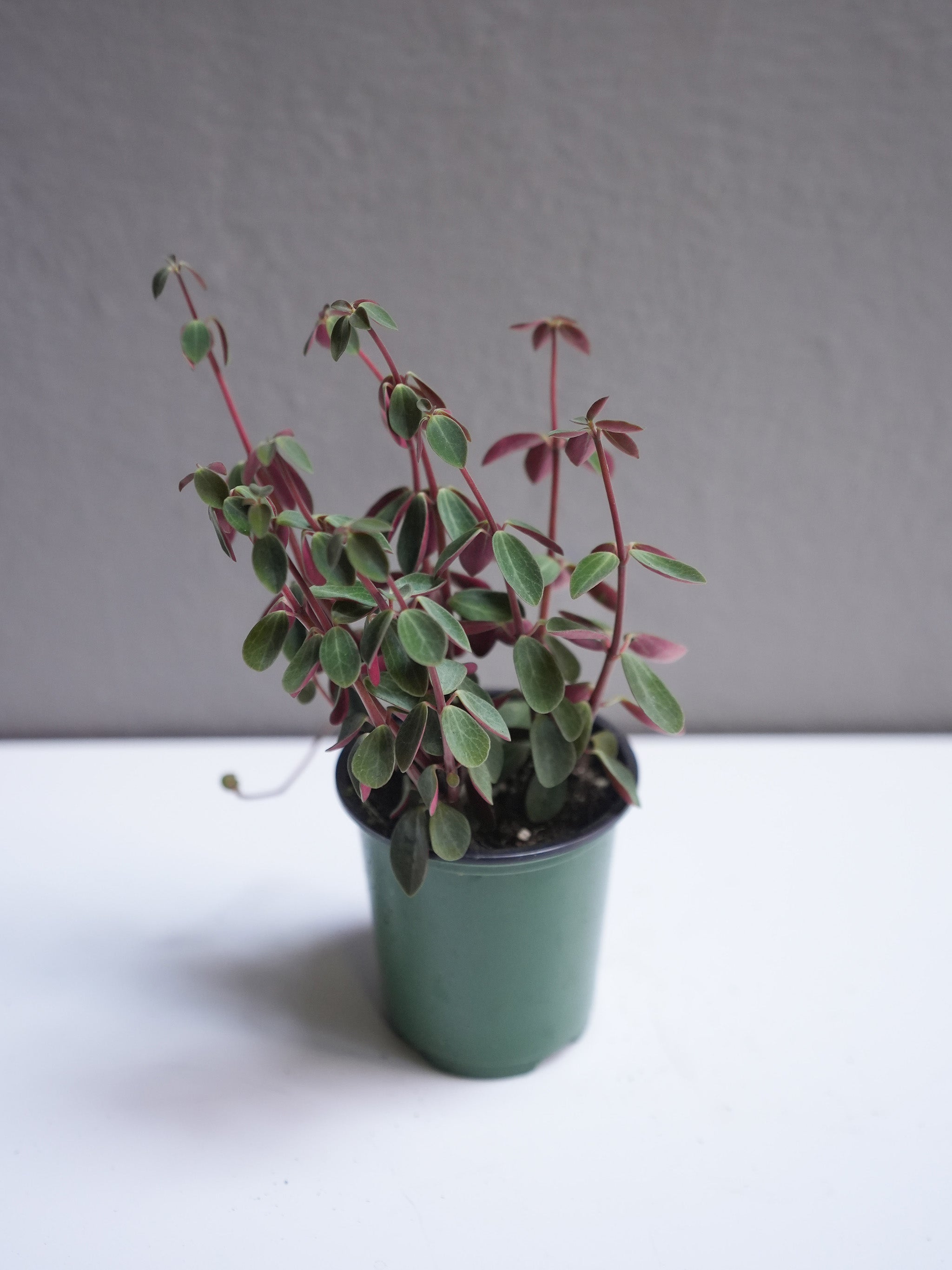 Peperomia Red Log 3.5