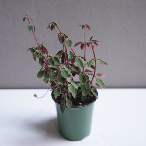 Peperomia Red Log 3.5
