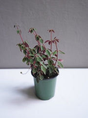 Peperomia Red Log 3.5