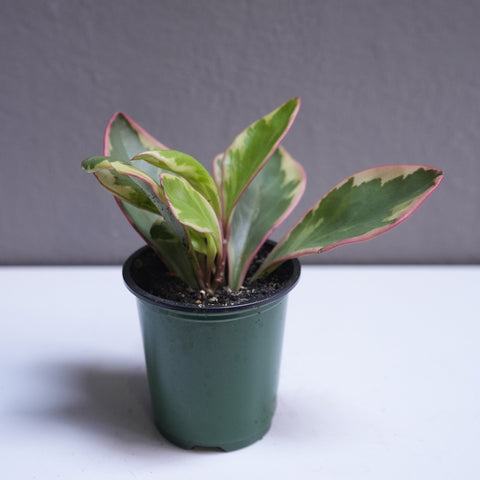 Peperomia ginny pink 3.5