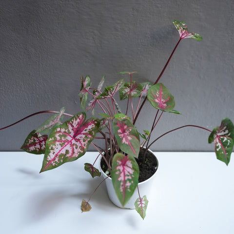 Calandium Carolyn whorton 6