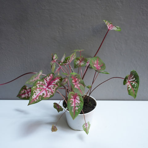 Calandium Carolyn whorton 6