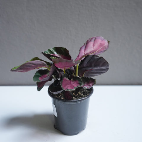 Calathea rosy 4