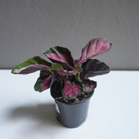 Calathea rosy 4