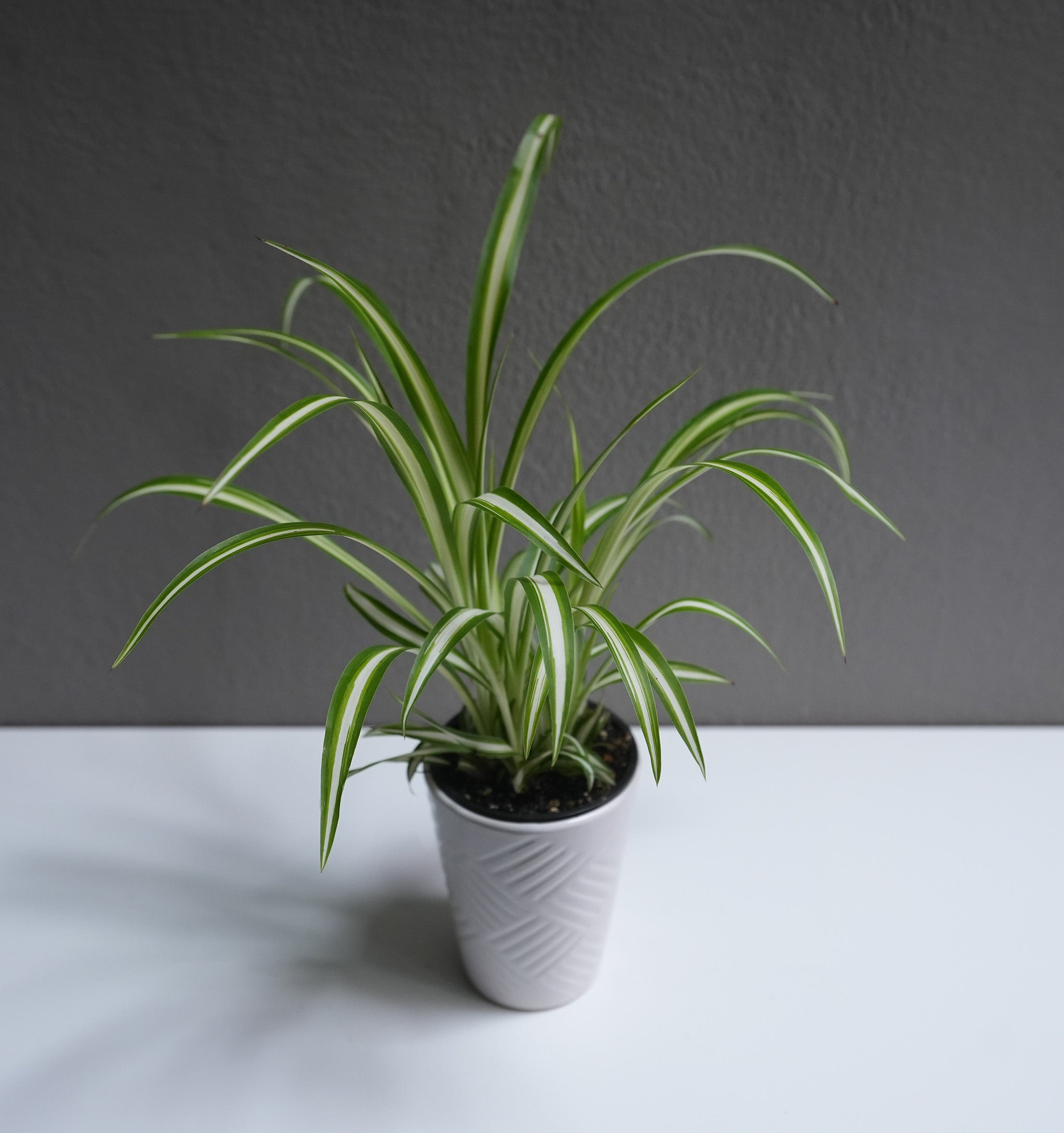 Spider plant 4