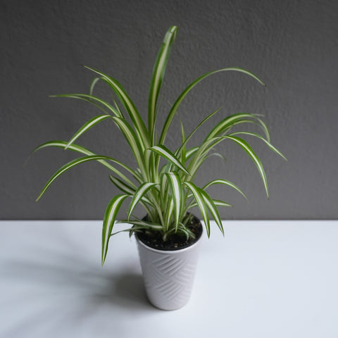 Spider plant 4