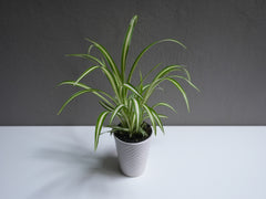 Spider plant 4