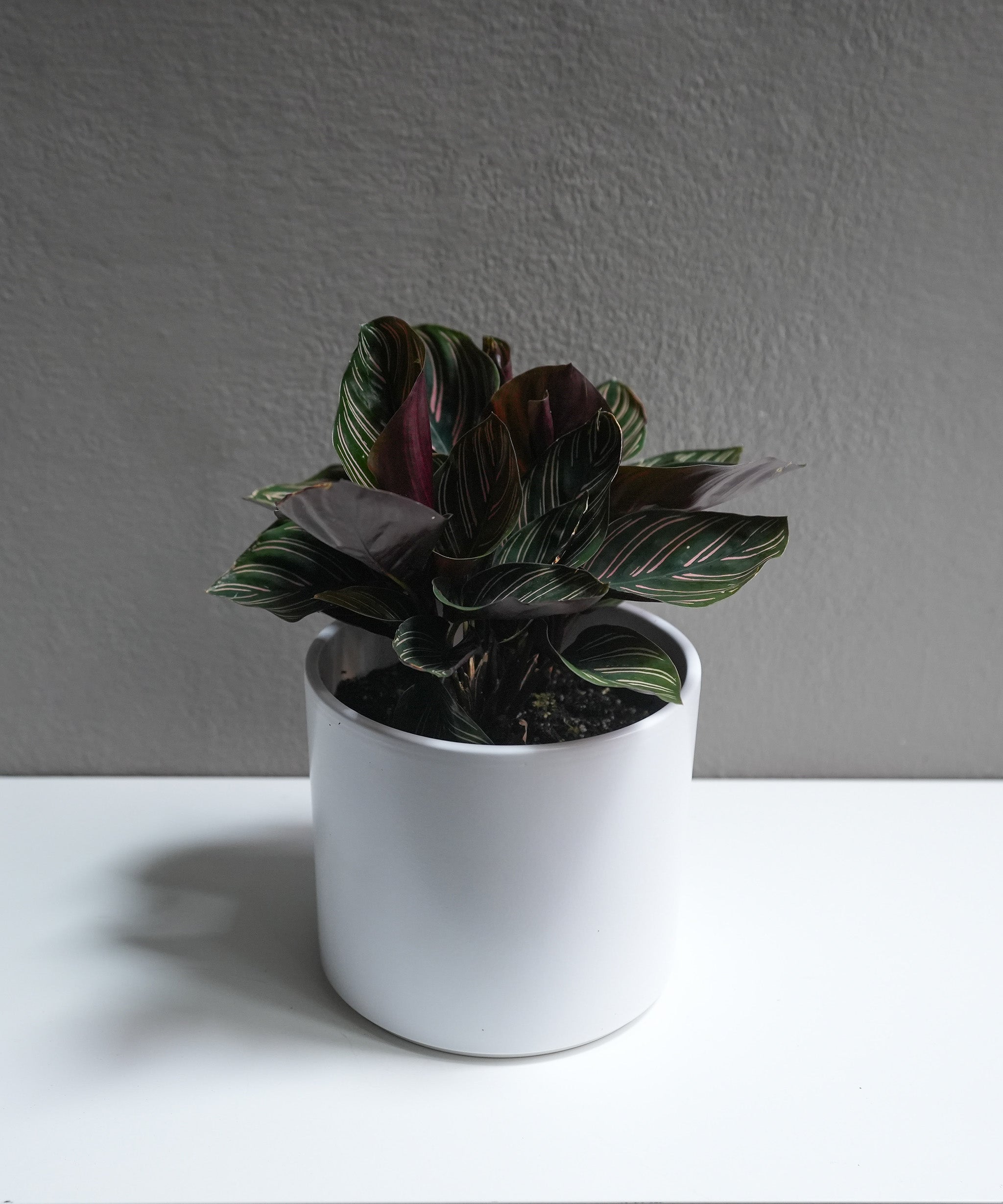 Calathea 6