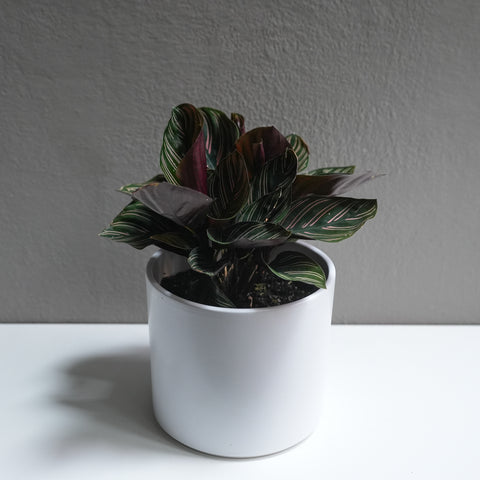 Calathea 6