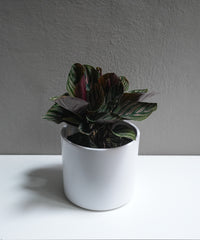 Calathea 6