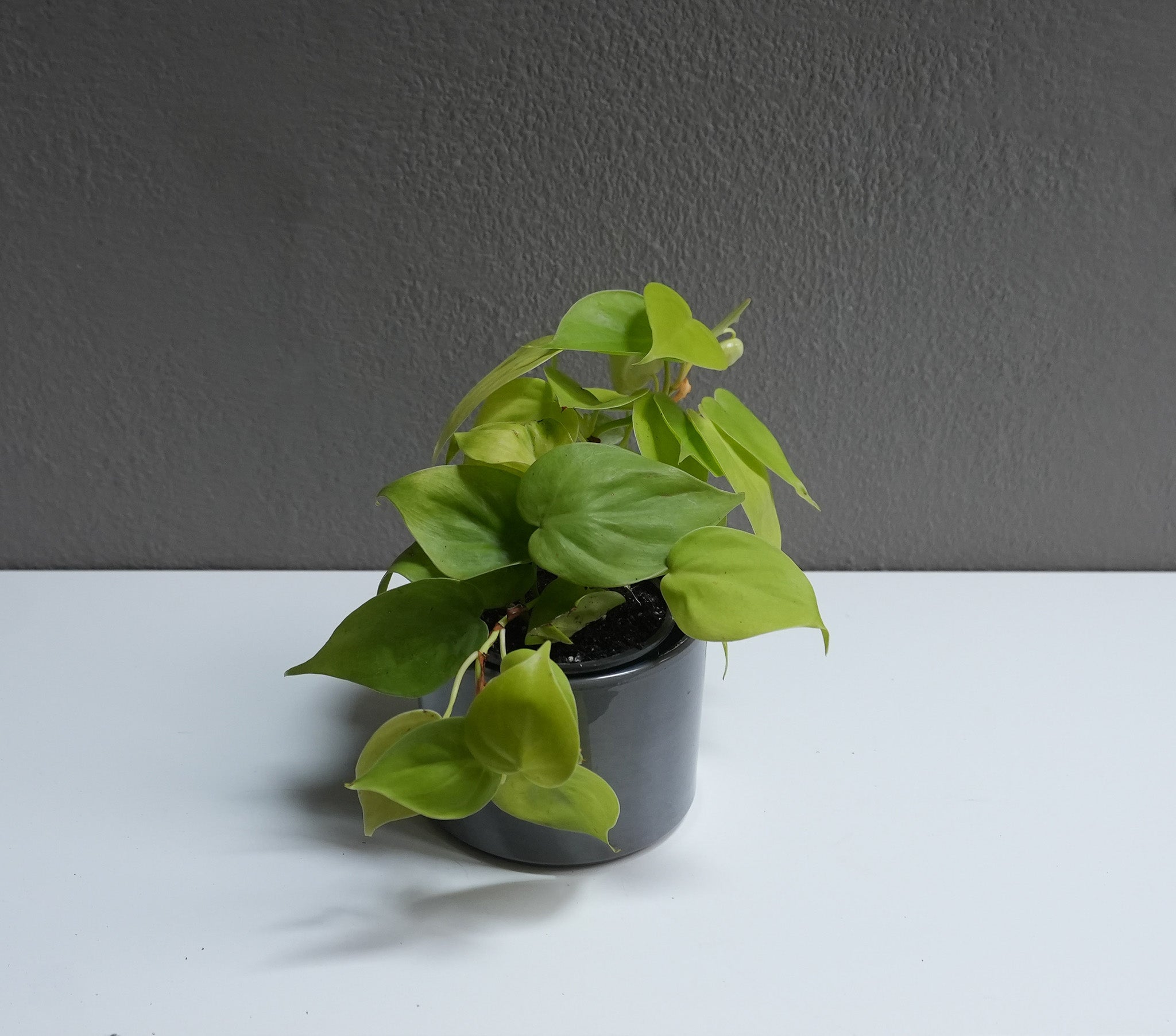Philodendron Lime 3.5