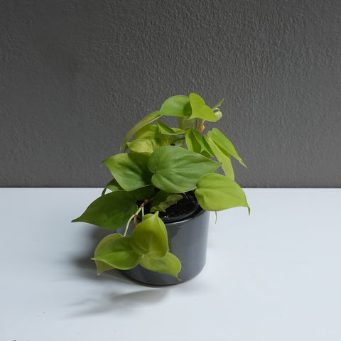 Philodendron Lime 3.5