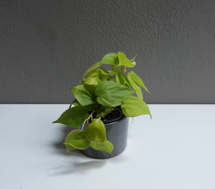 Philodendron Lime 3.5
