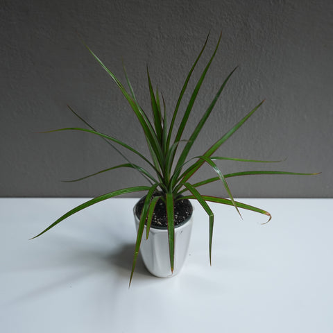 Dracaena Java 3.5