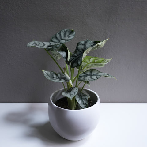 Alocasia Silver Dragon 6