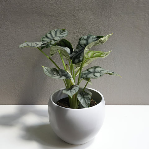 Alocasia Silver Dragon 6