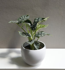 Alocasia Silver Dragon 6