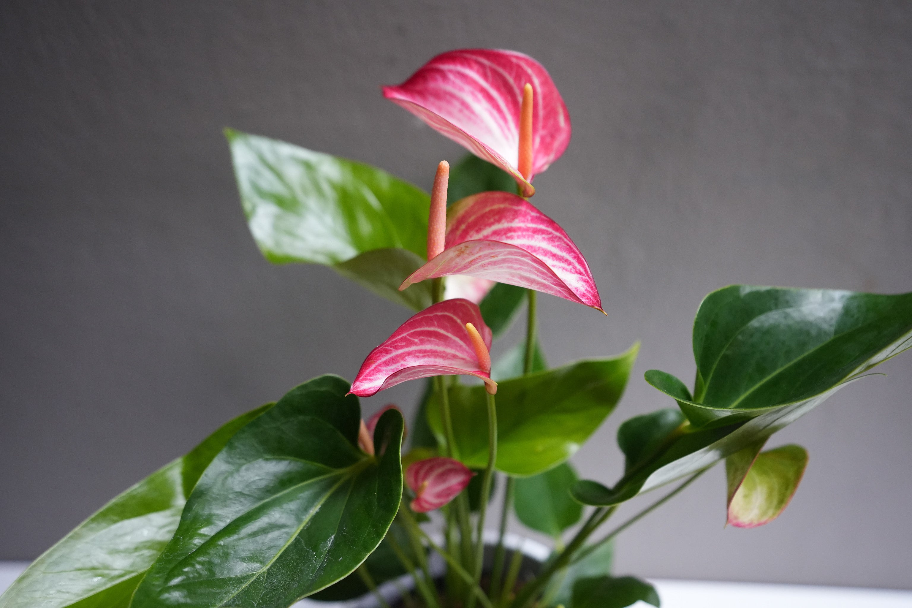 Anthurium Pink 6