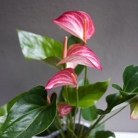 Anthurium Pink 6