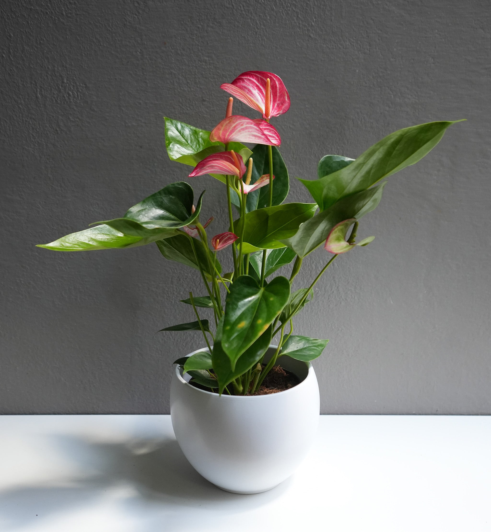 Anthurium Pink 6