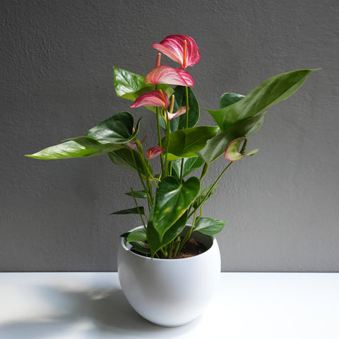 Anthurium Pink 6