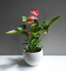 Anthurium Pink 6