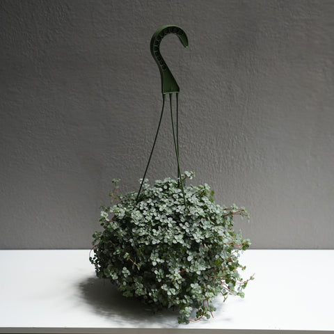 Pilea Glauca 6