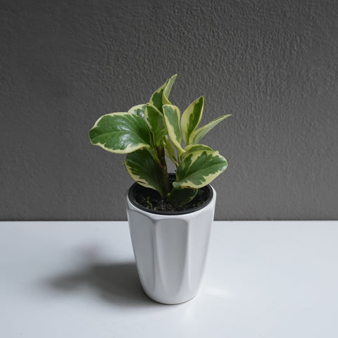 Peperomia marble 3.5