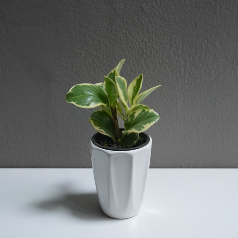 Peperomia marble 3.5