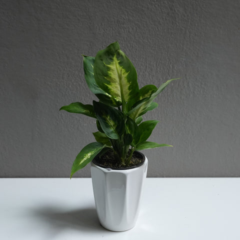 Dieffenbachia 3.5