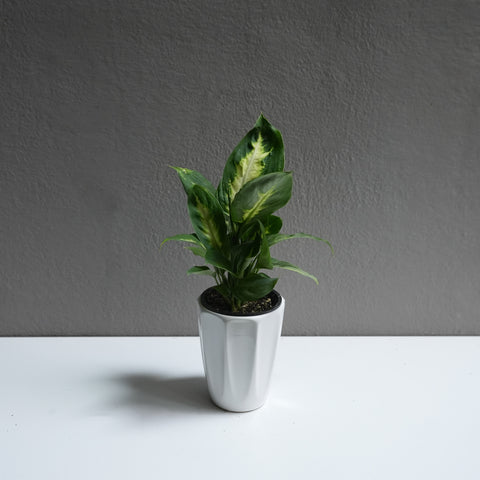 Dieffenbachia 3.5