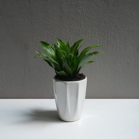 Dracaena Janet Craig 3.5