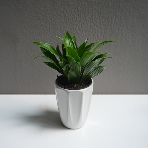 Dracaena Janet Craig 3.5