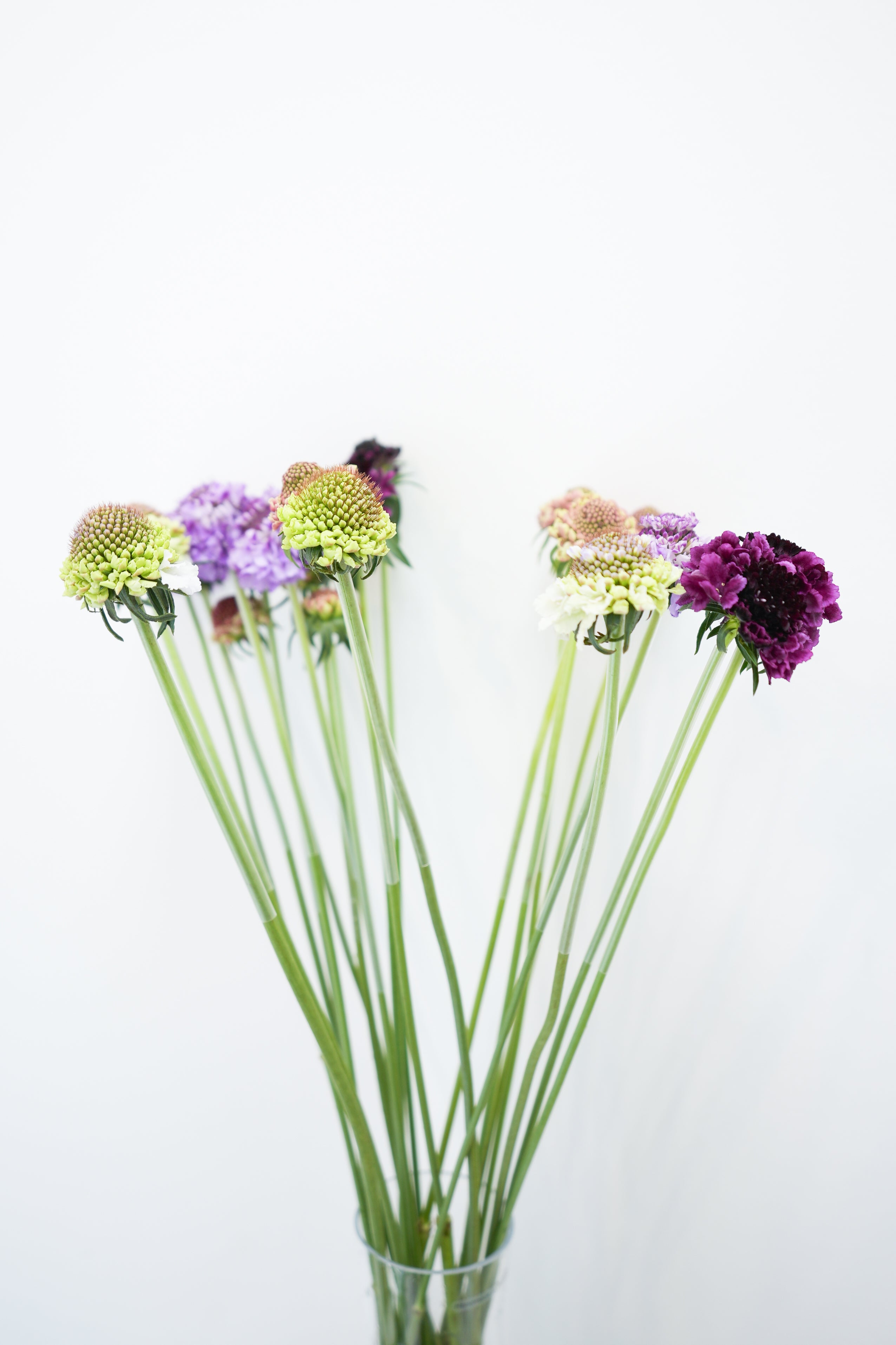 SCABIOSA