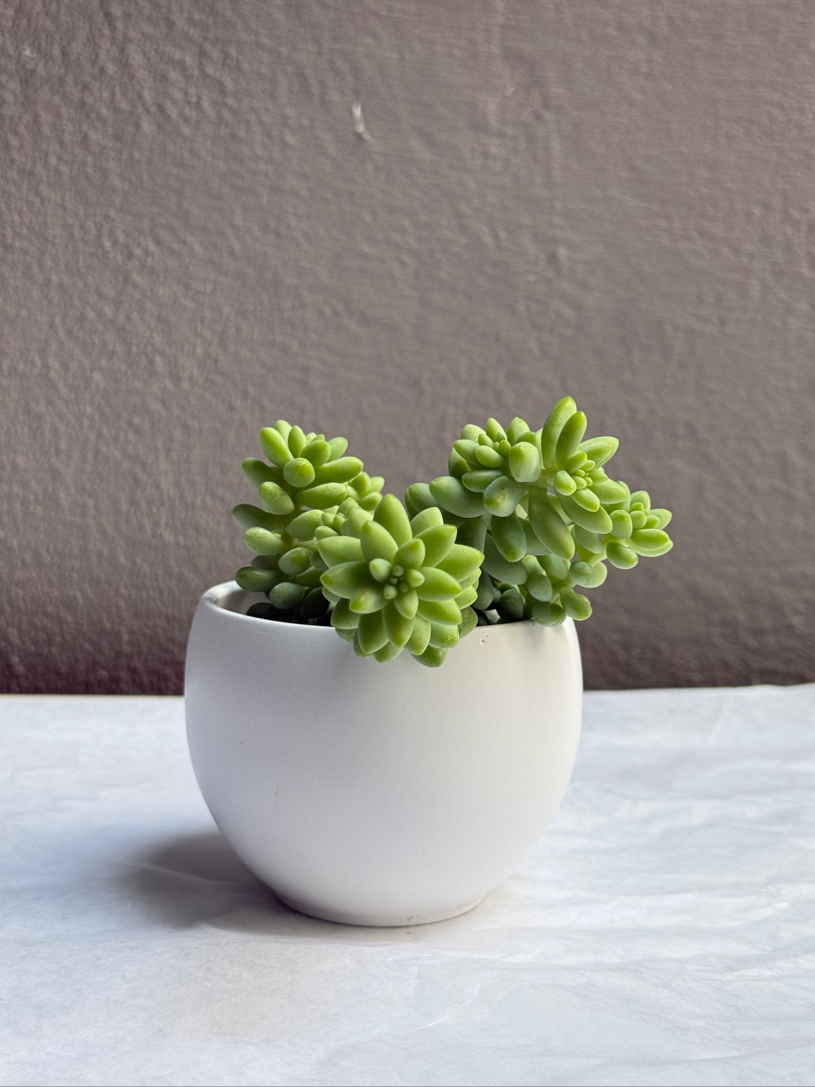 Sedumb Morganianum 2.5