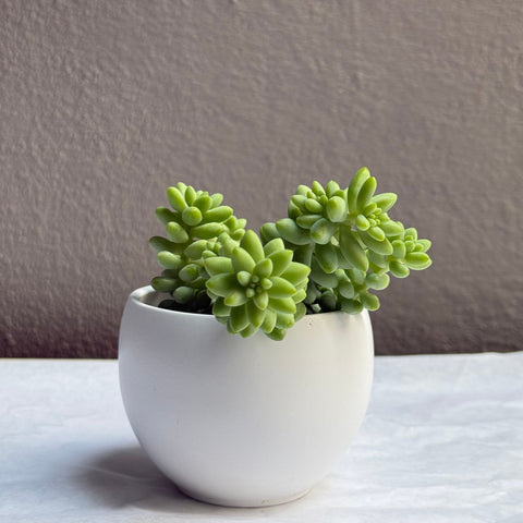 Sedumb Morganianum 2.5