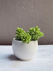 Sedumb Morganianum 2.5